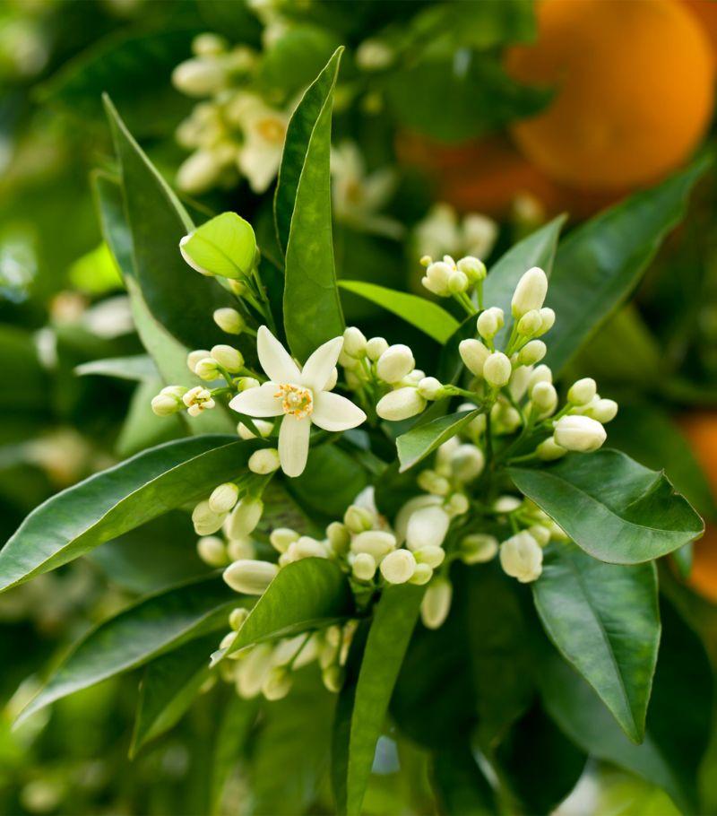 VERONIQUE GABAI SOUVENIRS DE TUNISIE EDP 85ML view 2