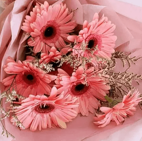 Elegant Pink Gerberas Beautifully Tied Bouquet Standard view 2