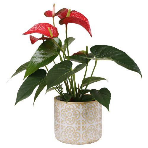 special Corporate Gifts  5 view 2