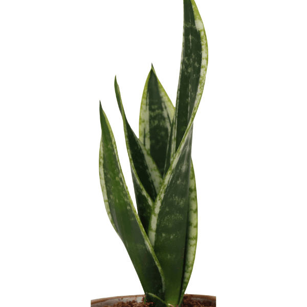 Sansevieria Plant view 2