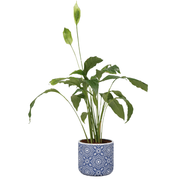 Peace Lily Plant view 1