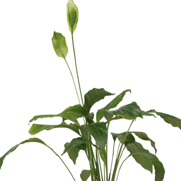 Peace Lily Plant view 2
