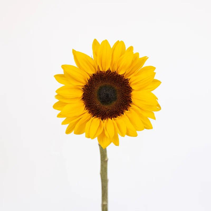 sun Bundle 9200 view 2