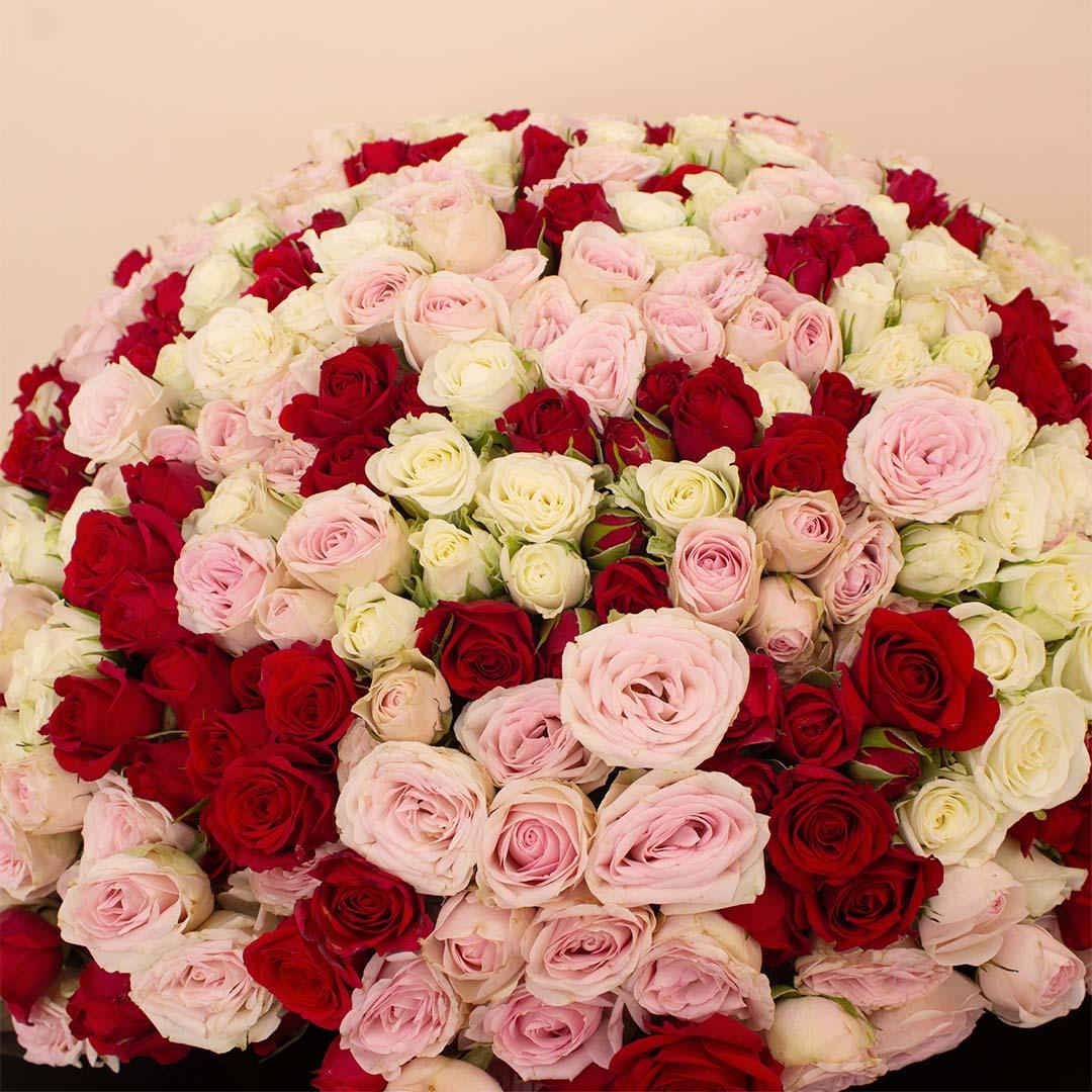 Flowrista | Bouquet of 250 White, Pink & Red Roses view 2