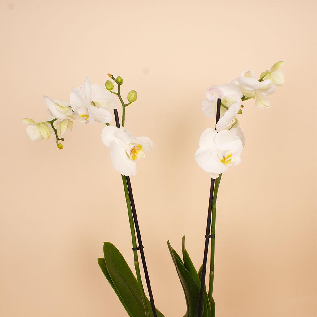Flowrista | White Phalaenopsis Orchid Plant view 3