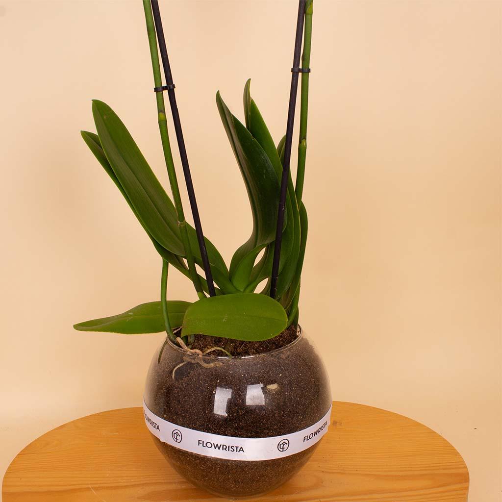 Flowrista | White Phalaenopsis Orchid Plant view 2