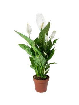 Gavottes with chocolate with lily plant view 3