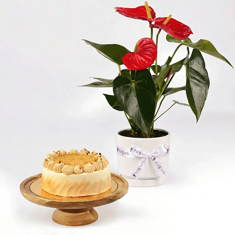 Butterscotch Cake and Plants view 1