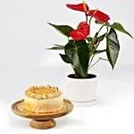 Butterscotch Cake and Plants view 3