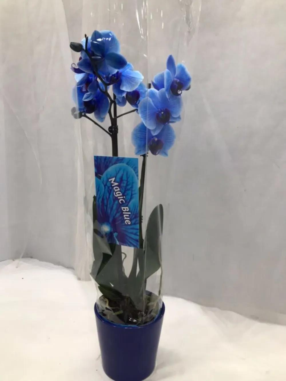 PHALAENOPSIS BLUE WITH CERAMICundefined