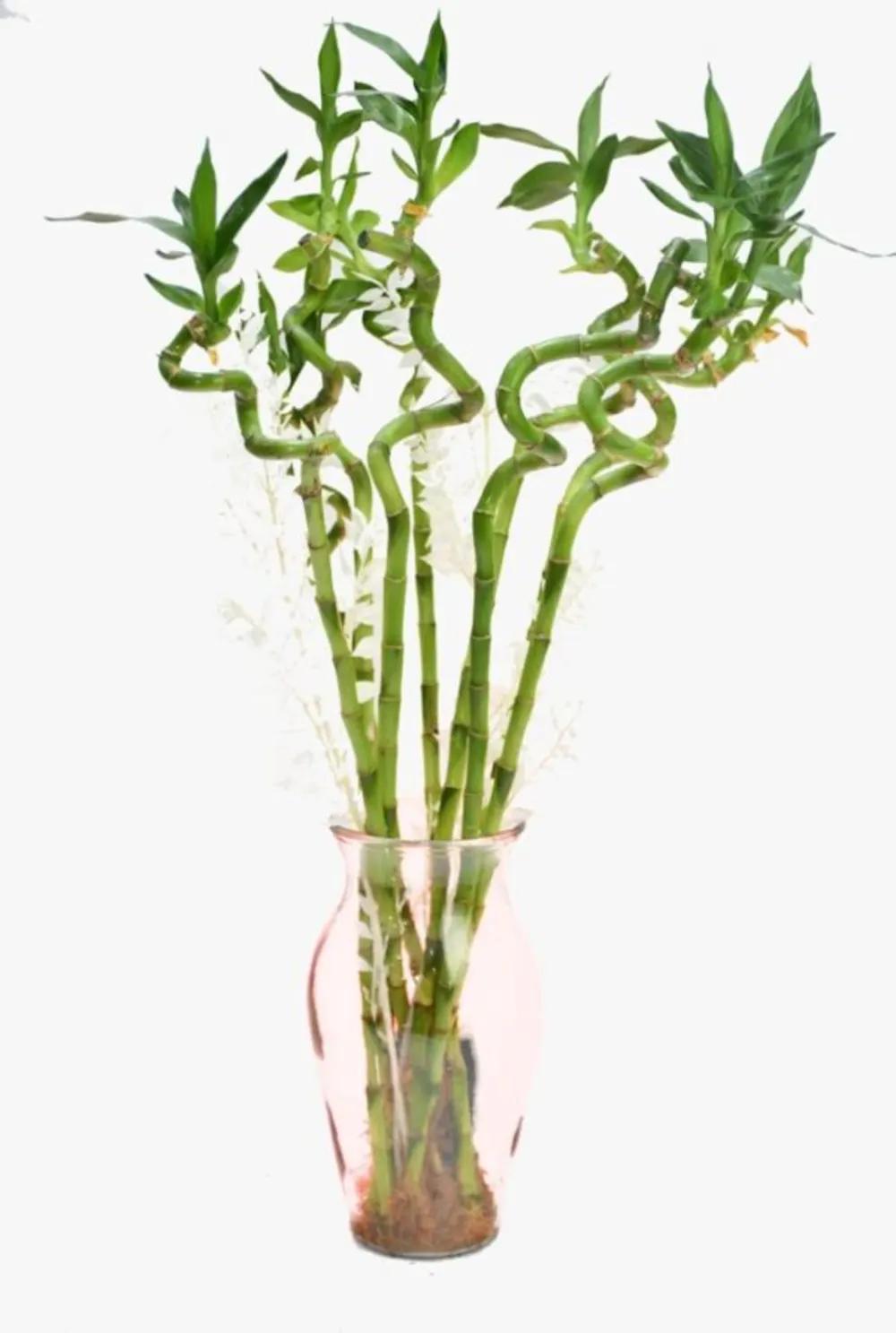 BAMBOO WITH VASE AND SOME DRY FLOWERSundefined