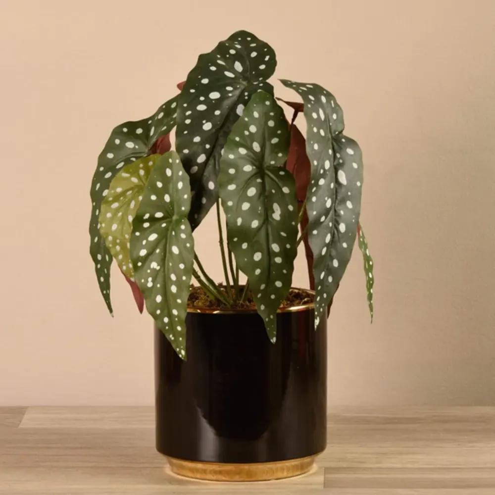Artificial Begonia maculata Plantundefined