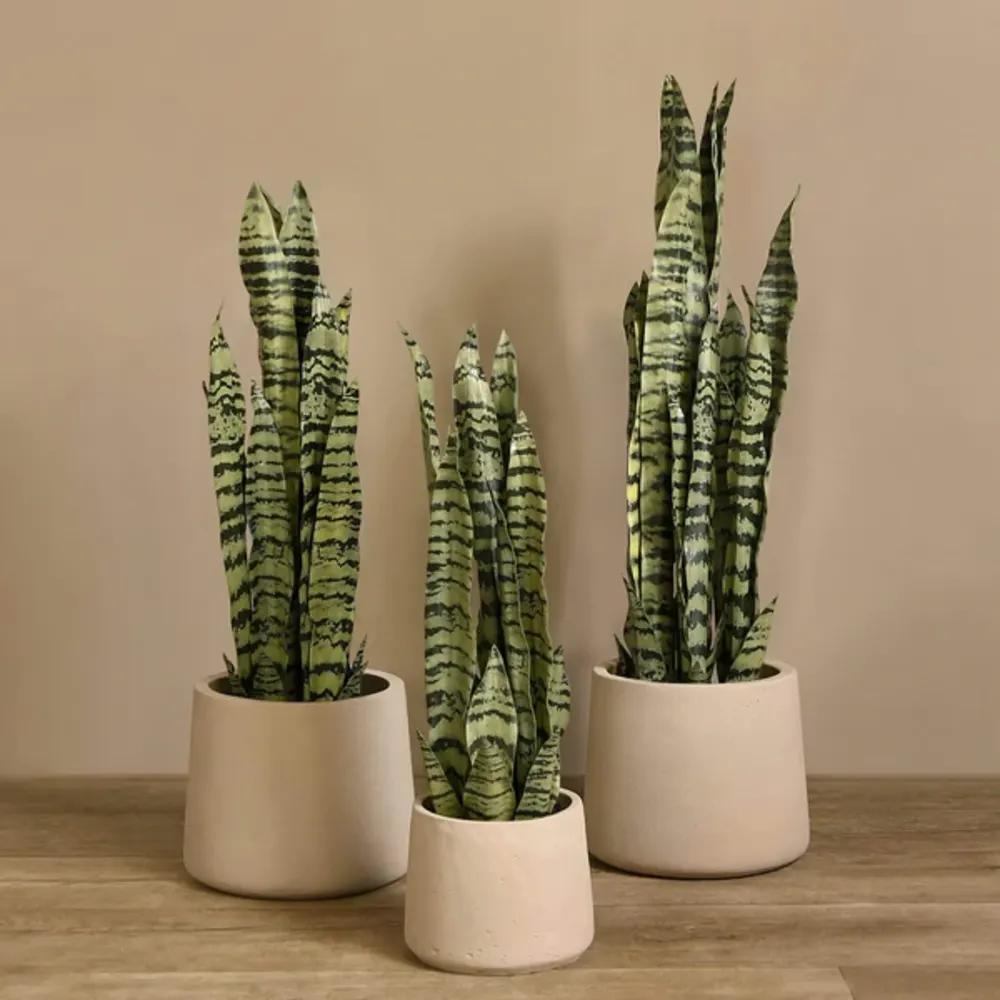 Artificial Sansevieria Plantundefined