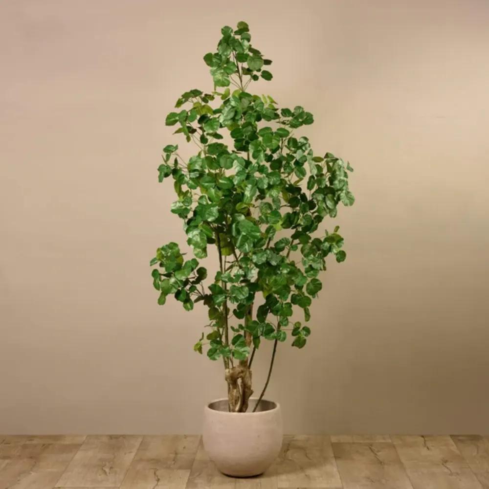 Artificial Polyscias Fabian Treeundefined