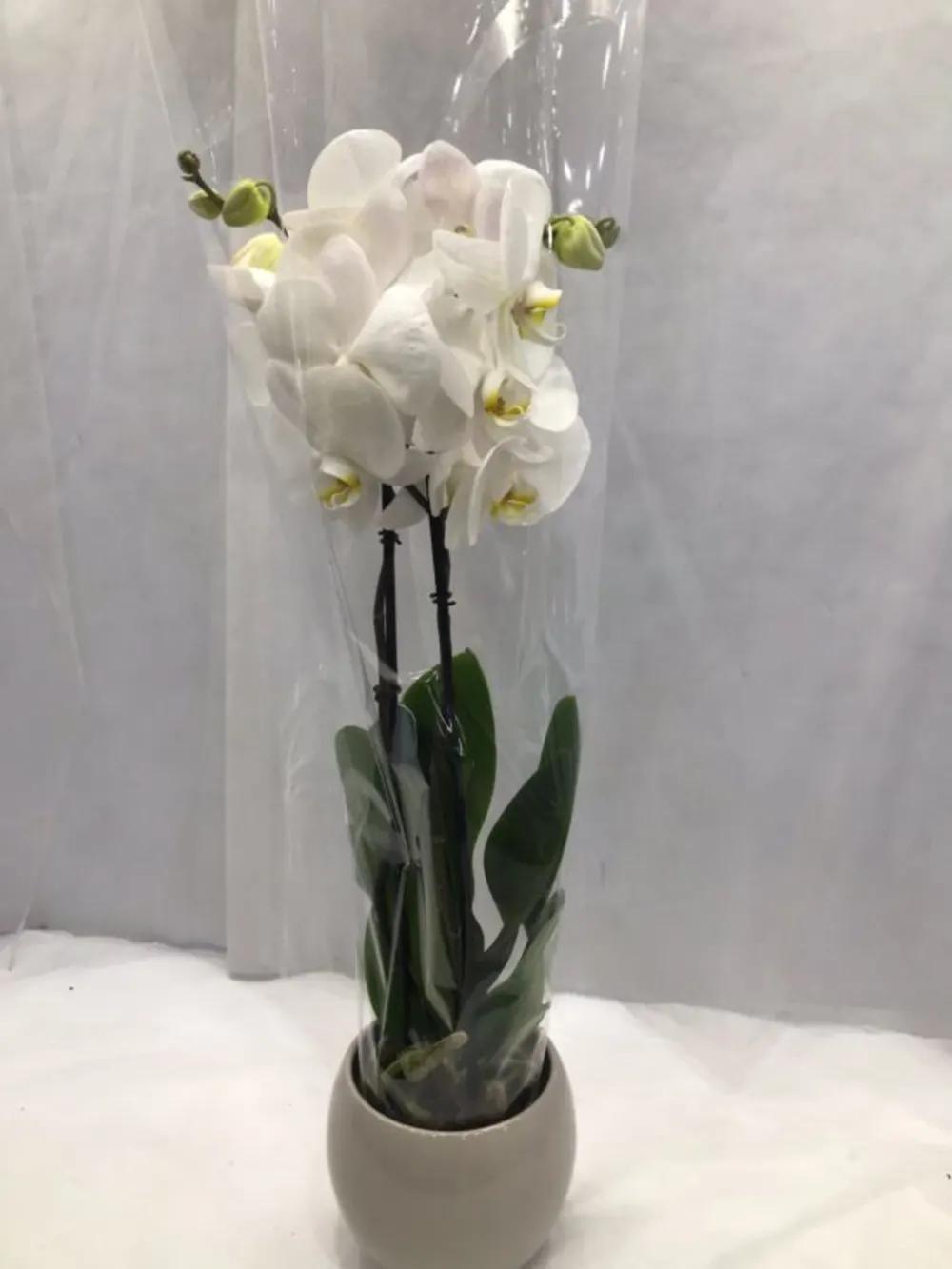 PHALAENOPSIS WHITE WITH CERAMICundefined