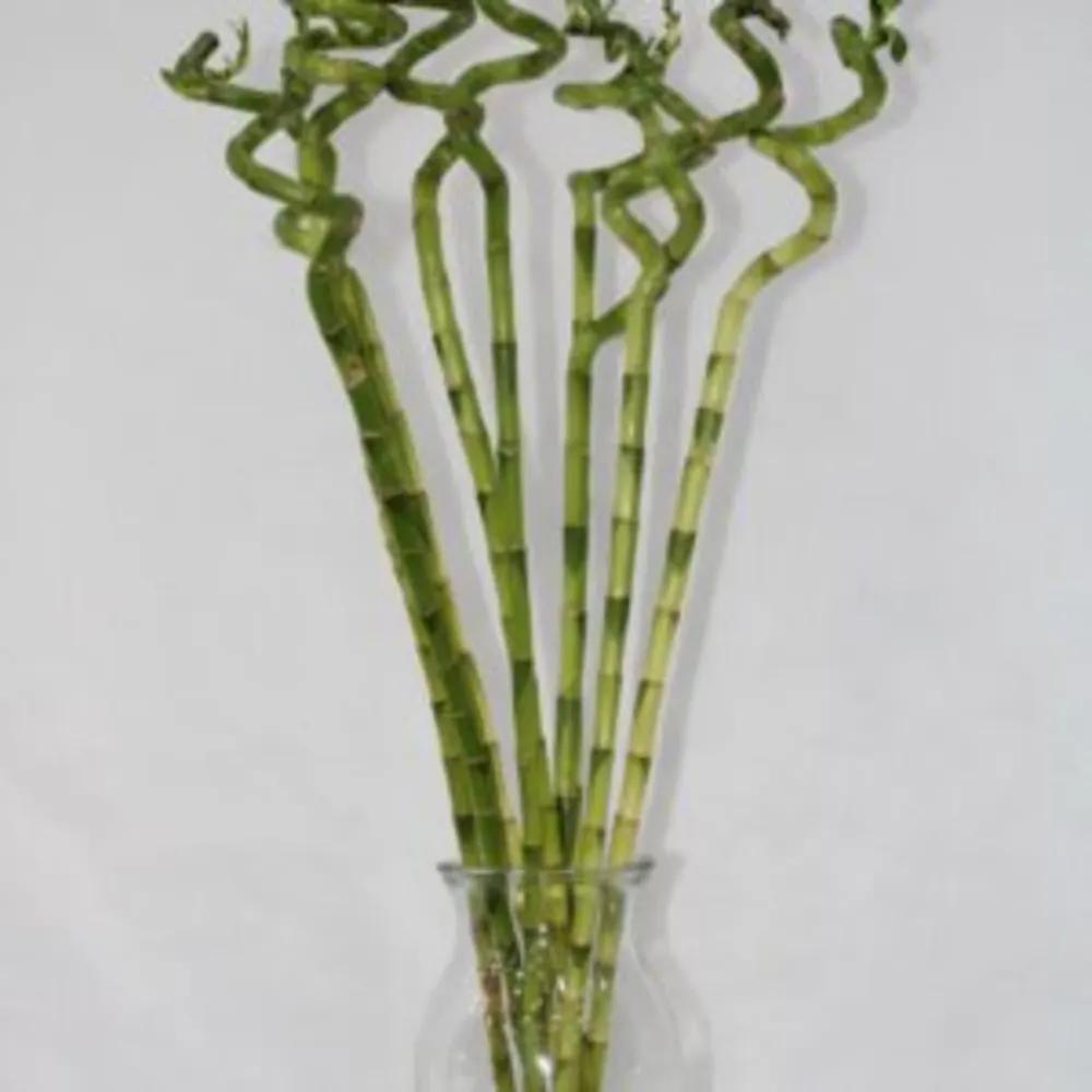 LUCKY BAMBOO WITH GLASS 70CMundefined