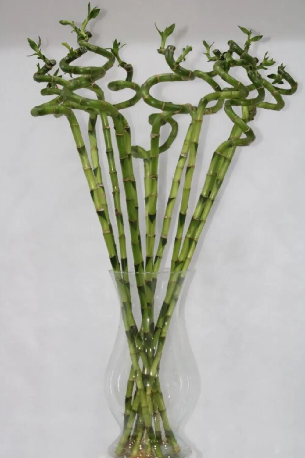 LUCKY BAMBOO WITH GLASS 90CMundefined