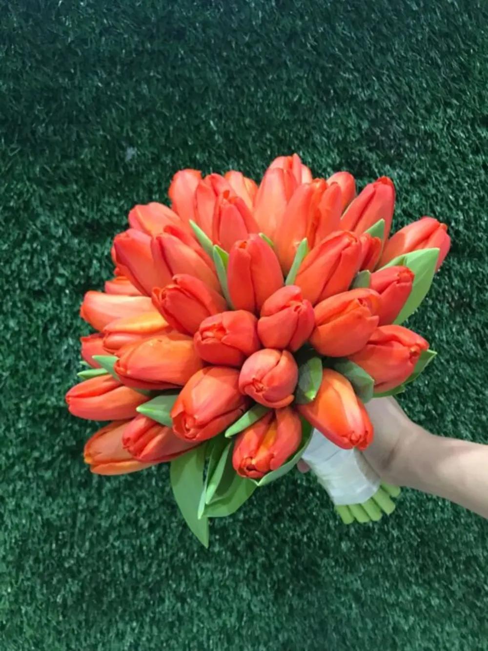Orange tulip Nundefined
