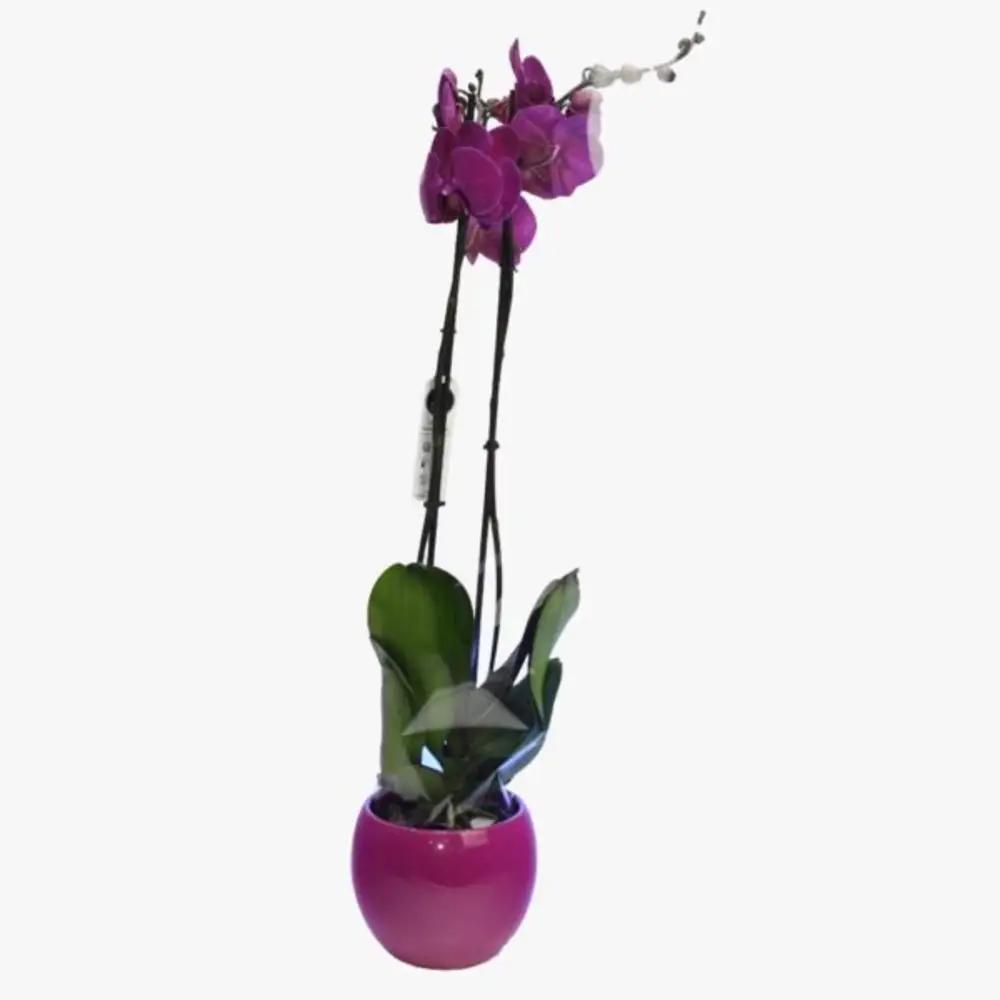 PHALAENOPSIS DARK PURPLE WITH CERAMIC Nundefined