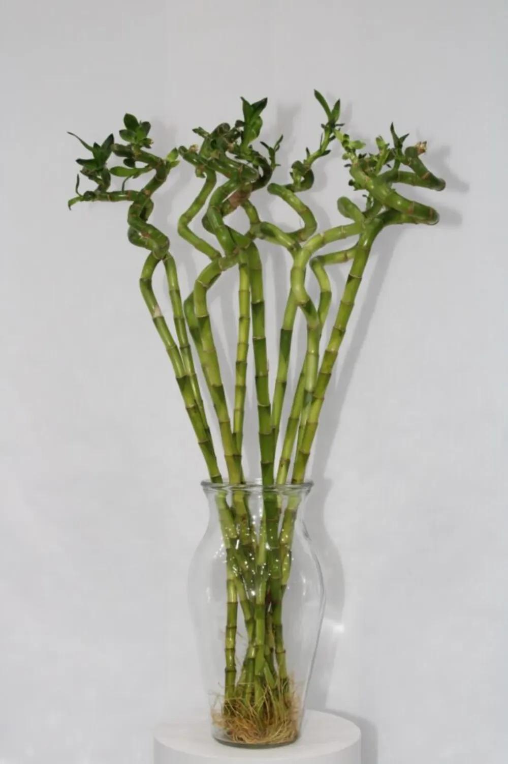 LUCKY BAMBOO WITH GLASS 60CM Nundefined