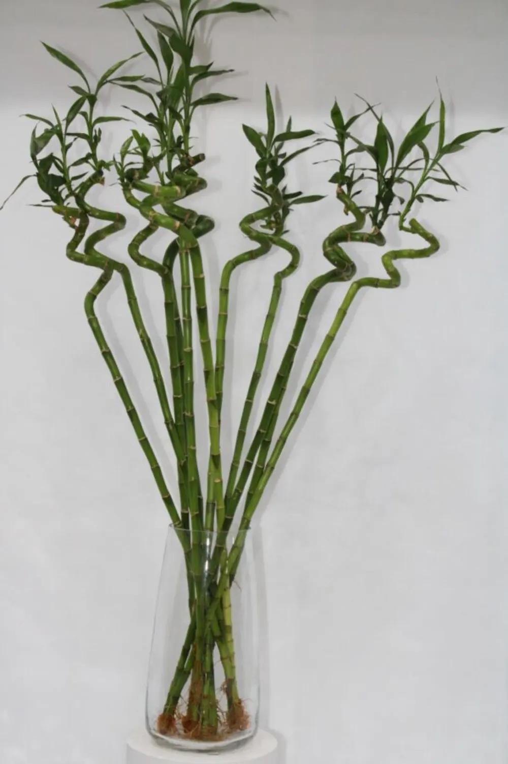 LUCKY BAMBOO WITH GLASS 80CM Nundefined