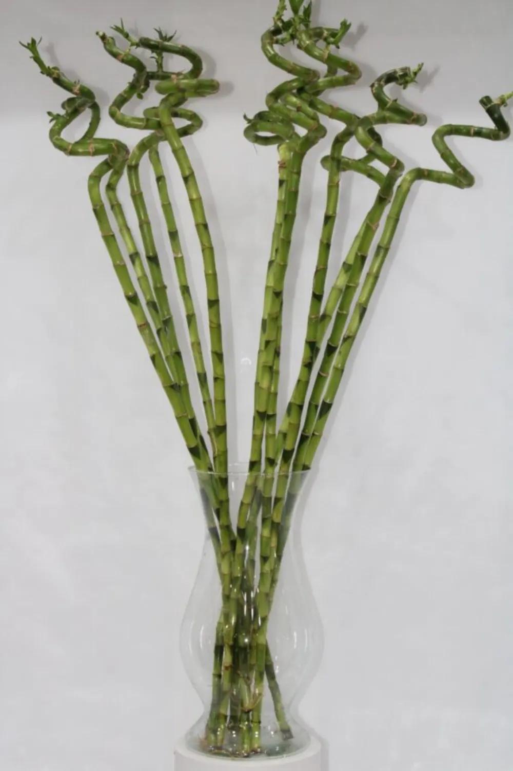 LUCKY BAMBOO WITH GLASS 100CM Nundefined