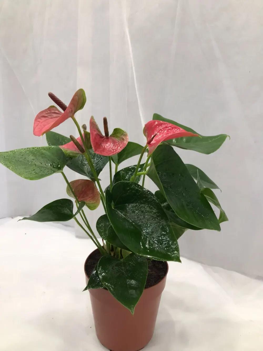 ANTHURIUM Nundefined