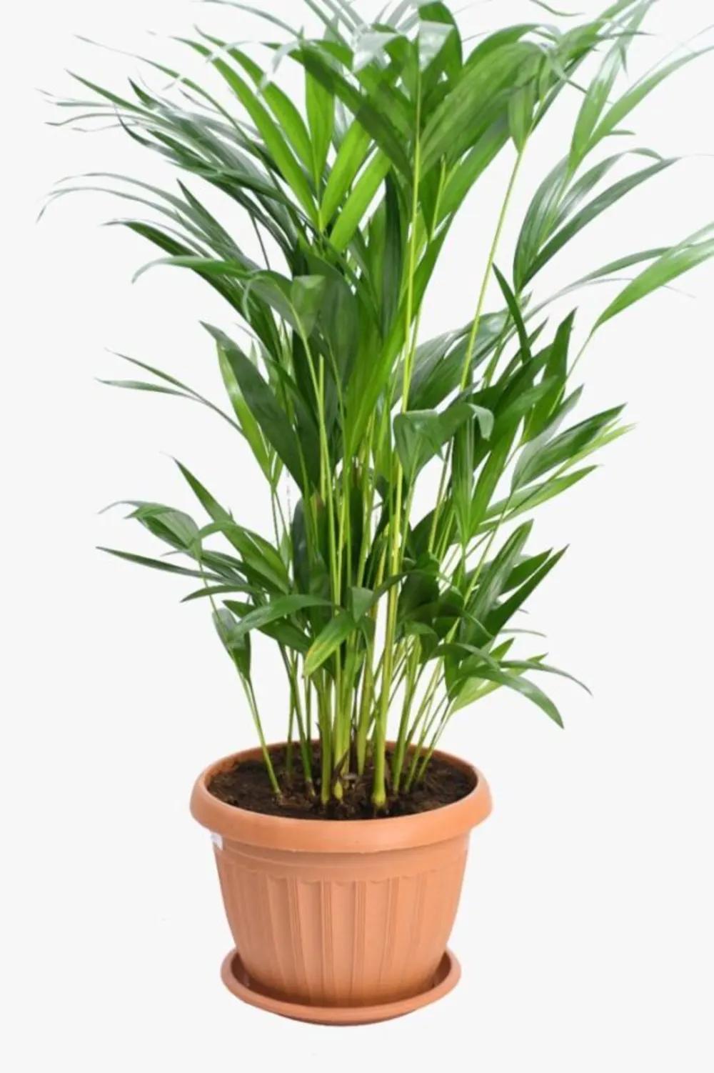ARECA 2 Nundefined