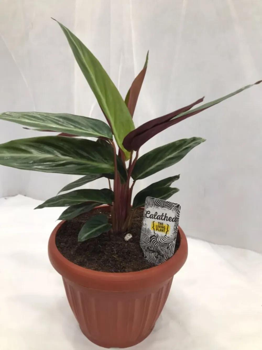 CALATHEA Nundefined
