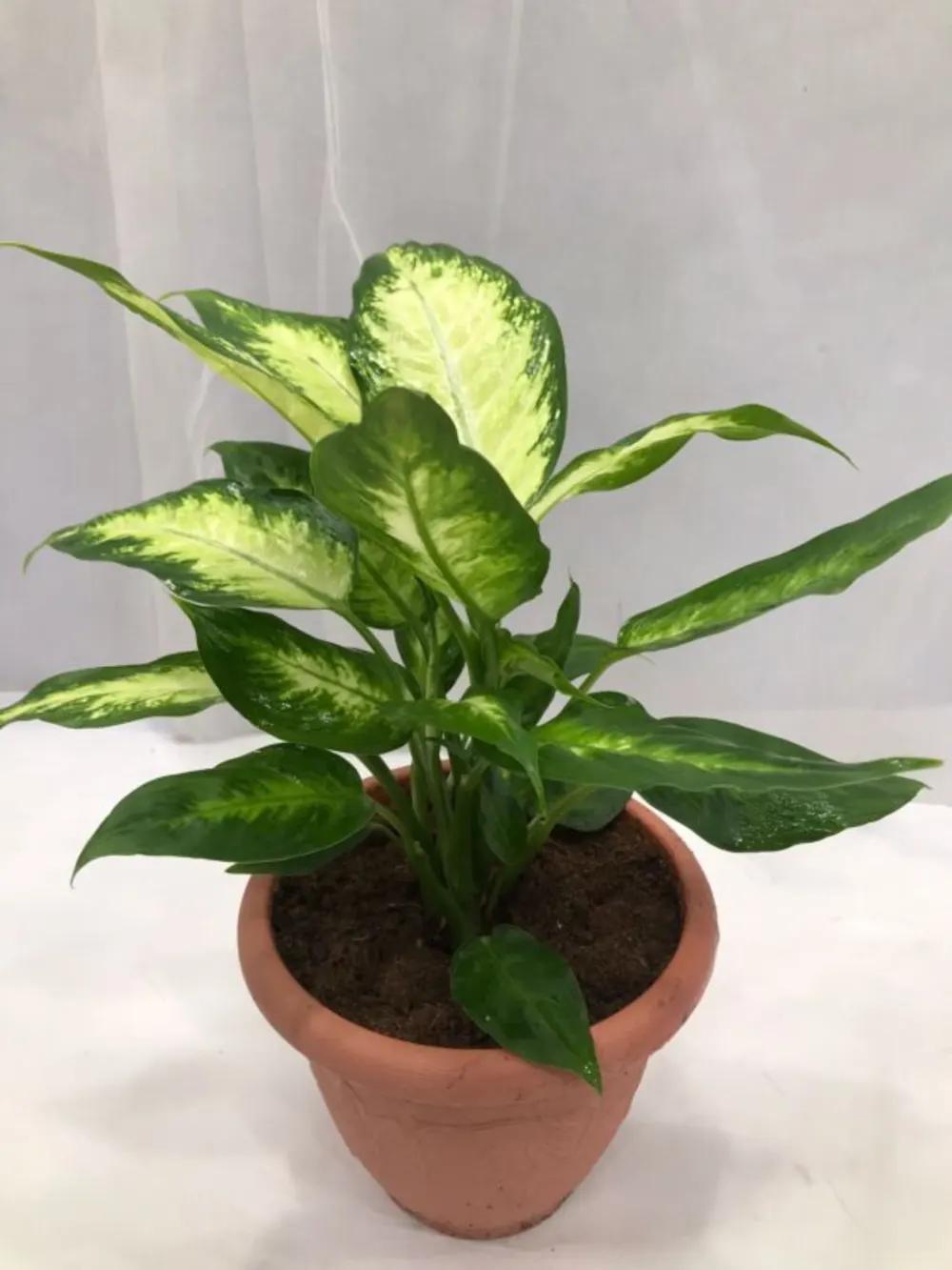 DIEFFENBACHIA Nundefined