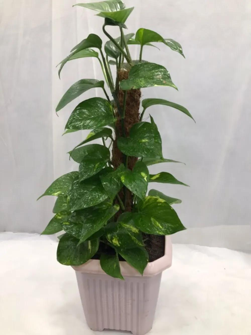 SCINDAPSUS Nundefined