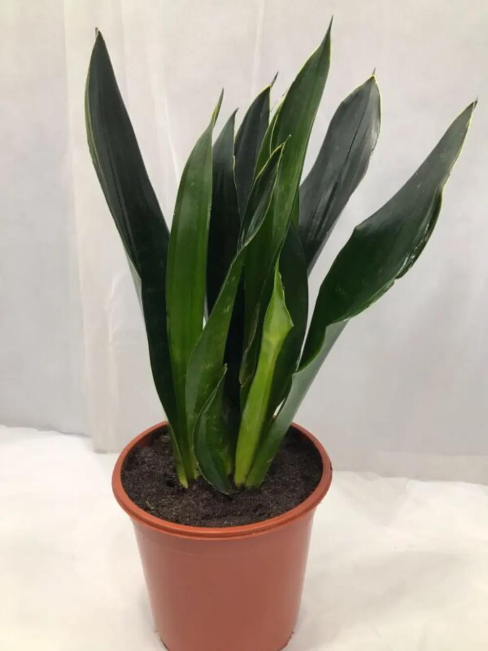 SNAKEPLANT GREEN Nundefined
