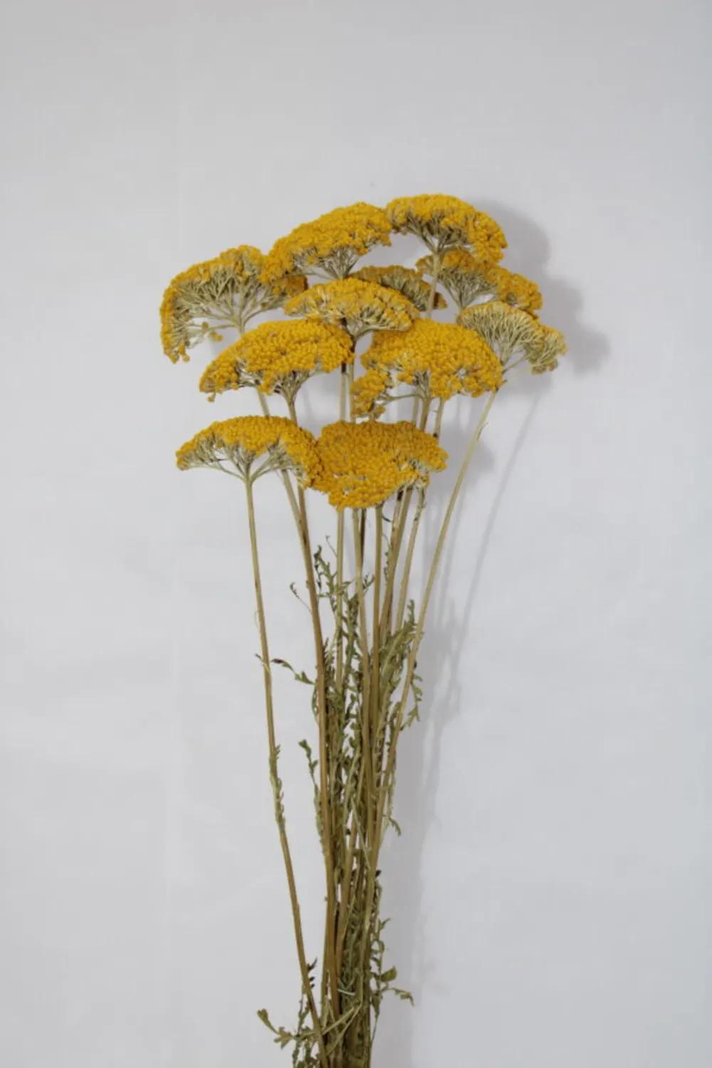 Acelia Dry Nundefined