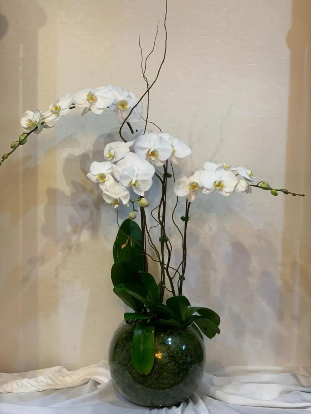White Orchids in Bowl Clear Vaseundefined