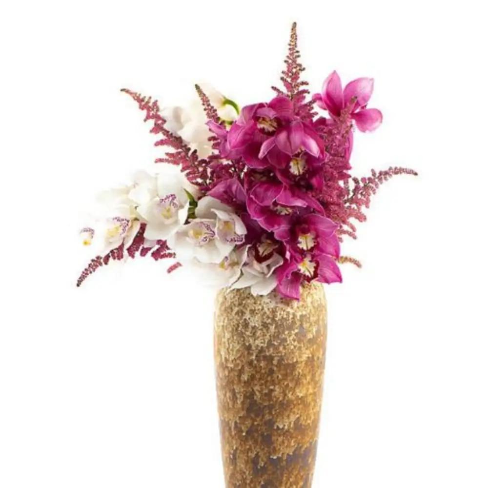 Cymbidium Astilbe