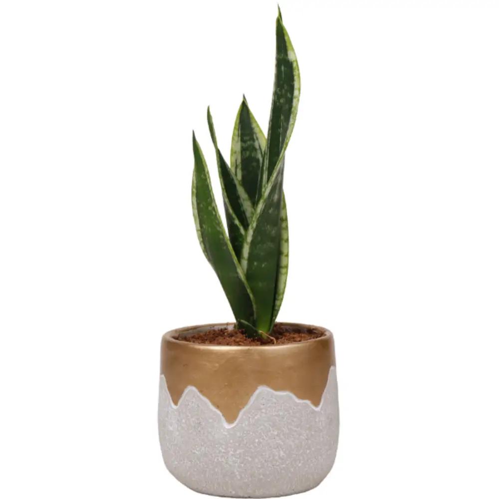 Sansevieria Plantundefined