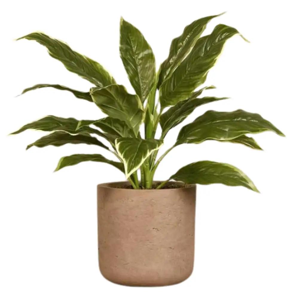 Artificial Hosta Plant.