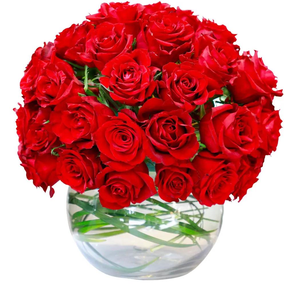 RED ROSE BEAUTYundefined