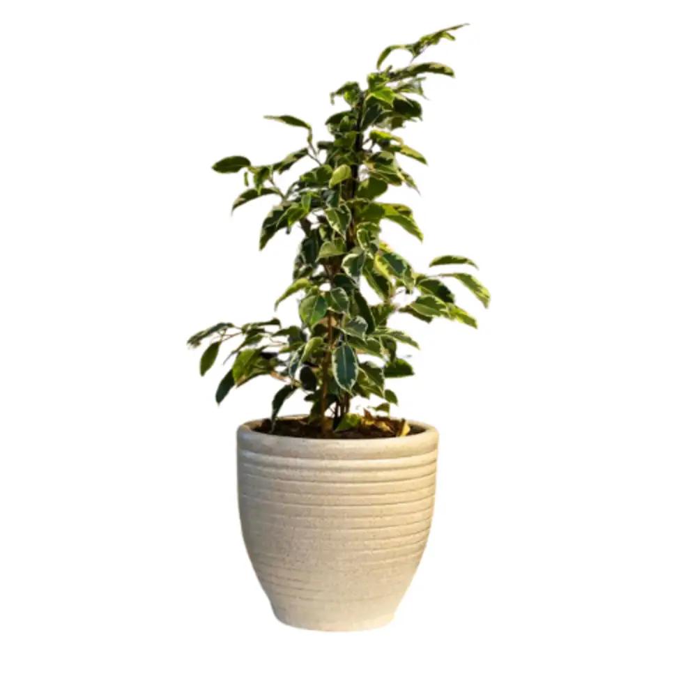 FICUS PLANT
