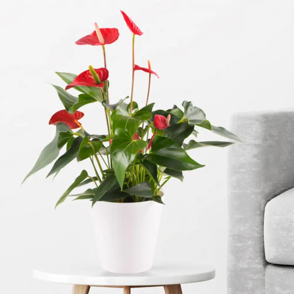 Flamingo Flower Redundefined