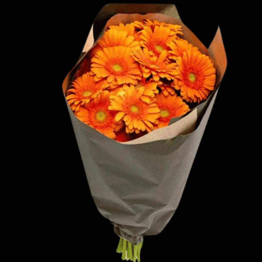 Germini Orangeundefined
