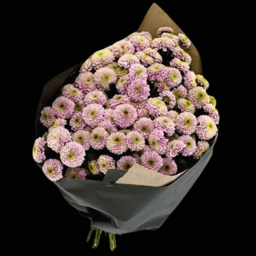 Chrysanthemen Santini Rosaundefined