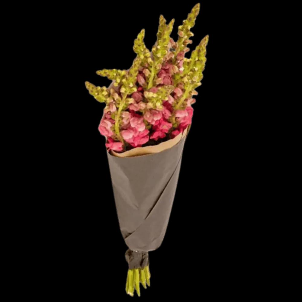 Löwenmäulchen Pinkundefined