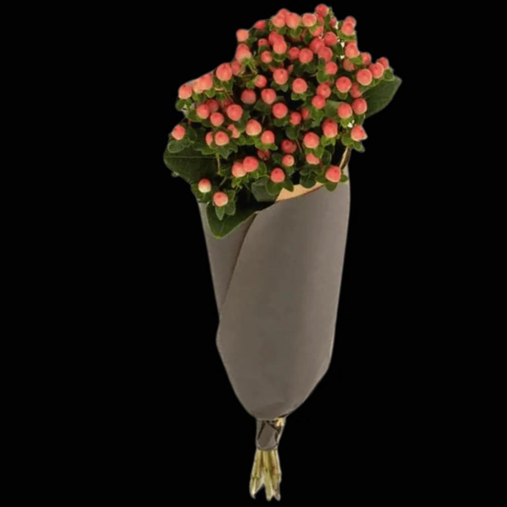 Hypericum Rosaundefined