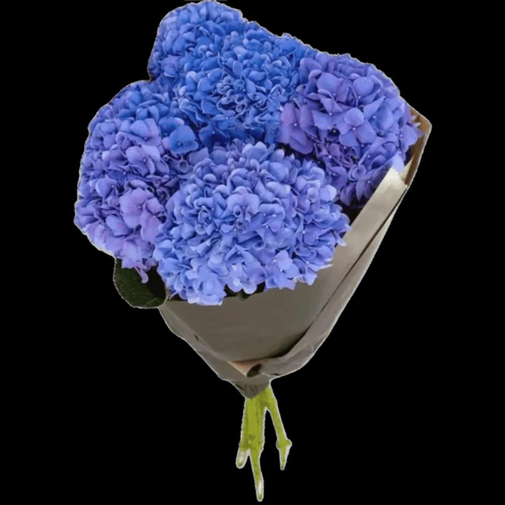 Hortensien Blau1undefined