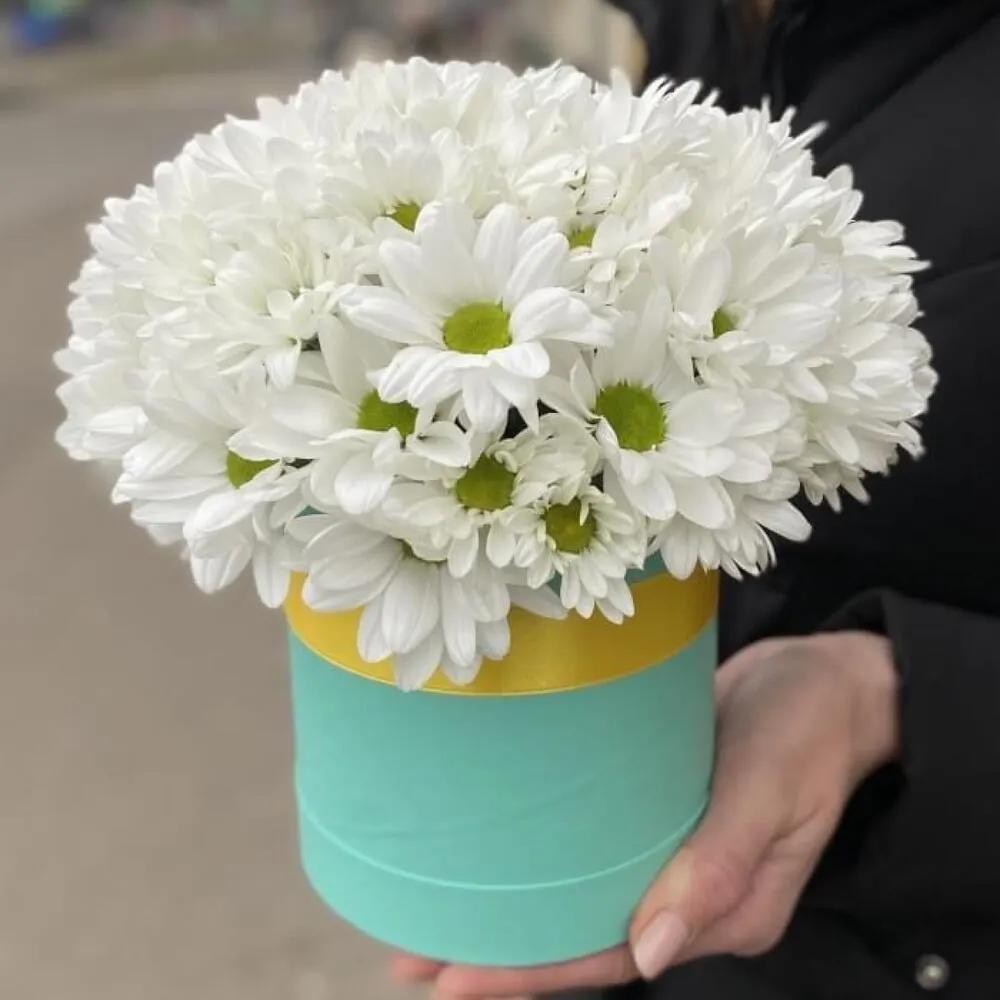 Delicate Chrysanthemumsundefined