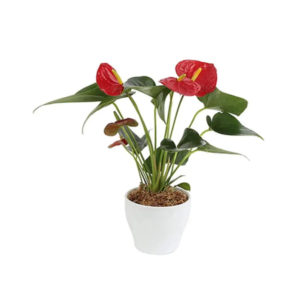 Anthurium Plant in Ceramic Potundefined