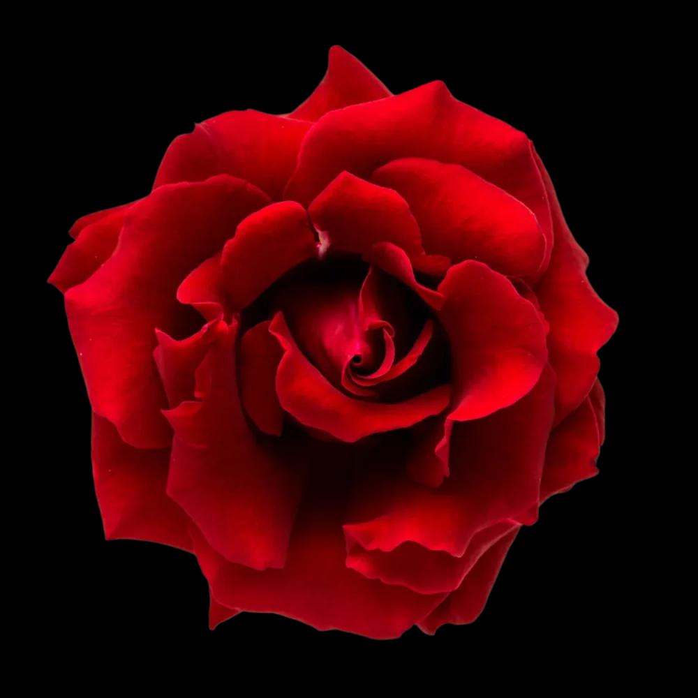 red roses