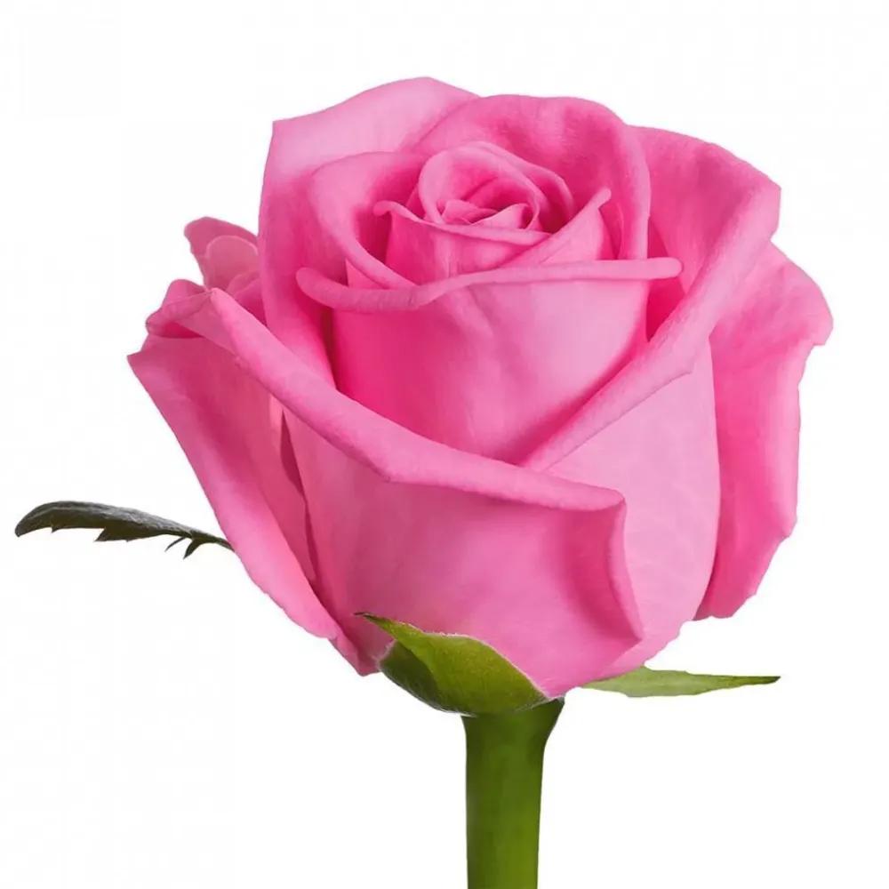 pink roses