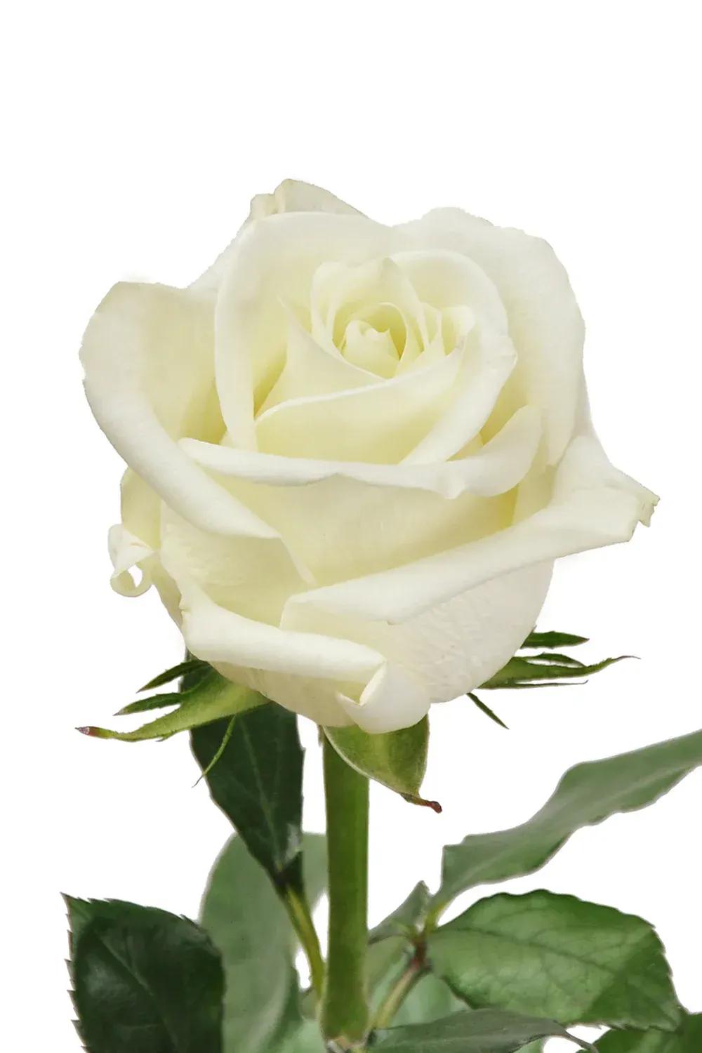 white color